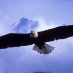 Eagle in flight