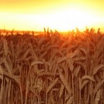 Wheat Harvest