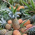 Pineapples on plants