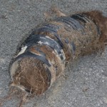 sewer root