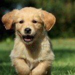 golden-retriever-puppy-running-in-a-garden