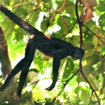 Spider-monkey