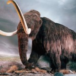 woolly mammoth