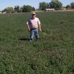 lentil field