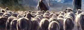 sheep-following shepherd