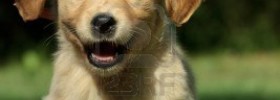 golden-retriever-puppy-running-in-a-garden