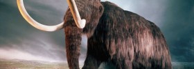 woolly mammoth